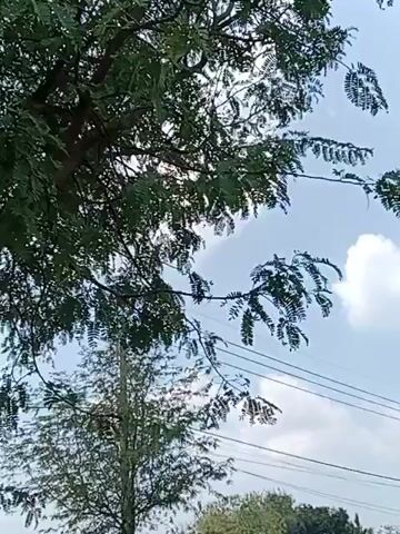 The video shows a close-up view of trees with green leaves against a bright sky with some clouds. In the background, there is a telephone pole and wires, and more trees and foliage. The footage appears to be taken outdoors during the day. There are no people or discernible actions taking place, only a static scene of nature and infrastructure.
