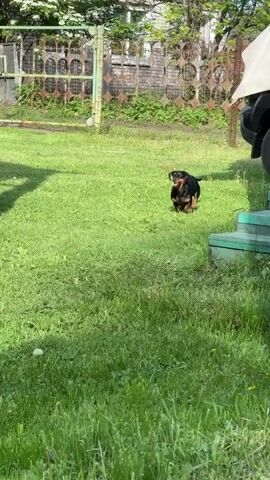A black and tan dachshund dog runs from left to right across a grassy backyard. The dog is seen running in front of a wooden fence and a wooden structure. It then approaches a green outdoor table with a white shelf underneath and goes under the shelf. The dog's rear end is visible under the table.