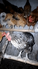 Farm animals and dusk light on a rural Ukrainian homestead
