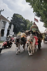 Decorated ox cart procession rolls through Ngasem, Indonesia