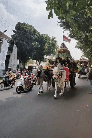 Decorated ox cart procession rolls through Ngasem, Indonesia