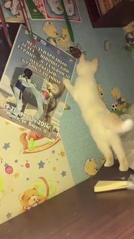 A ginger and white kitten with its back to the camera is in mid-air, appearing to jump or reach towards a wall with blue wallpaper that has a pattern of teddy bears playing soccer. The kitten is positioned to the right of the frame. To the left of the frame, leaning against the wall, is a large poster for an international children's taekwondo tournament. The poster shows two figures in martial arts uniforms engaged in a fight. The bottom of the poster indicates the event took place in Minsk, Belarus on December 19-21, 2014. Below the poster, on the left side of the frame, is a surface that appears to be a wooden shelf or table. The wall is also decorated with other posters or papers, including one with a rocking horse motif and another with a teddy bear. The background shows a bookshelf filled with books. The lighting suggests an indoor environment, possibly a child's room.