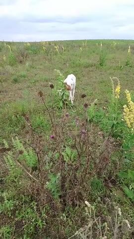A white and brown dog is sniffing at a patch of green plants in a field. There are yellow flowers in the background. The sky is cloudy.