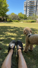 Lazy summer morning in Tel Aviv with a curly-haired dog