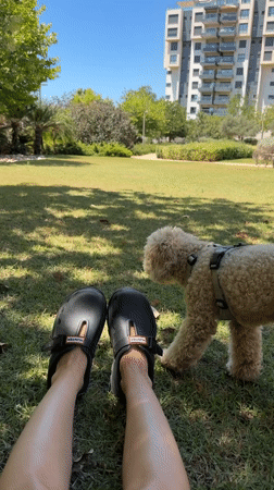 Lazy summer morning in Tel Aviv with a curly-haired dog