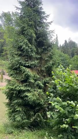 The video shows a still shot of a serene lake surrounded by lush green trees. The water is calm, reflecting the overcast sky and the dense forest. In the foreground, a tall evergreen tree stands prominently, with a smaller, leafy bush to its right. Several small, red-roofed wooden cabins are scattered along the lake's edge, nestled amongst the trees. A few people are visible near the cabins, some standing on a wooden dock. The overall atmosphere is tranquil and natural.