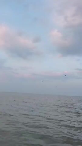 The video shows a body of water under a cloudy sky. There are three birds in flight, visible as small dark shapes against the sky. The water is calm with gentle ripples. The sky has soft pink and blue hues, suggesting dawn or dusk.