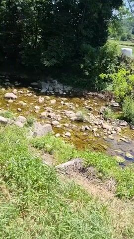A serene view of a shallow, rocky stream in a lush, green landscape. Sunlight dapples the water, illuminating the smooth stones beneath its surface. The surrounding banks are overgrown with vibrant vegetation, including tall grasses and leafy bushes. In the background, a gentle slope rises, covered in a dense forest of trees. Further in the distance, nestled amongst the trees, are several white, cylindrical objects, possibly hay bales, and a cluster of buildings suggesting a small rural settlement. The sky above is a clear, bright blue, indicating a sunny day. The overall impression is one of tranquility and natural beauty.