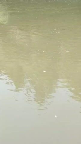 A fishing float bobs on the surface of murky water. The float is red and white. The water reflects trees.