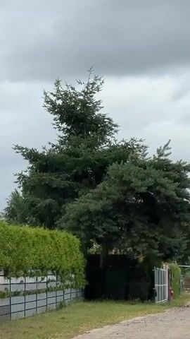 A short video clip shows a large fir tree against a cloudy sky. To the left, a green hedge runs along a gray fence. To the right of the tree, a gate is visible. The ground in front of the tree and hedge is covered with grass and a gravel path.