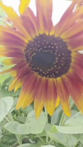 The video shows a close-up, low-angle shot of several sunflowers in various stages of bloom. The foreground features a large, partially bloomed sunflower with dark brown and yellow petals. Its central disk is dark and appears to be covered in seeds. To the right and in the background, other sunflowers are visible, some with more developed, darker heads and drooping petals, suggesting they are older or heavier. Lush green leaves and stems surround the flowers, creating a natural, outdoor environment. The sky in the background is overcast and bright. An ant is visible on a large leaf in the foreground.