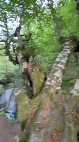 Forest hike documents waterfall and moss-covered trees near Stoilovo