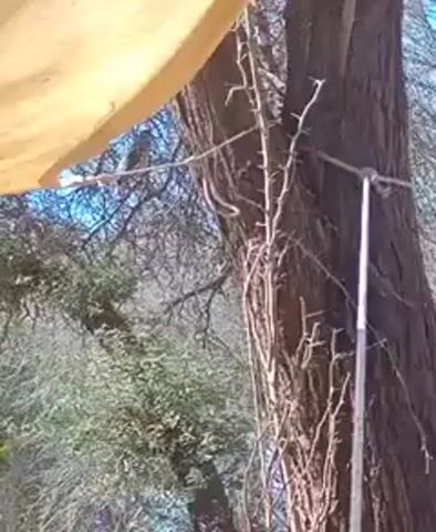 The video shows a small, grey bird perched on a branch near a tree trunk, as seen from beneath a beige tarp or fabric. The tree has bare branches and a vine-like plant growing up the trunk. The background includes green foliage and glimpses of a blue sky.