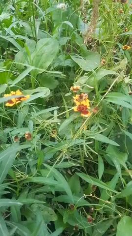 The video shows a close-up view of a patch of greenery with several small flowers. The flowers have yellow petals with a dark reddish-brown center. The plants are densely packed, with various shades of green leaves and stems. Some of the plants appear to be taller, with thinner stems and seed heads, while others are shorter and bushier with broader leaves. The lighting suggests it is daytime, possibly outdoors in a garden or natural setting. There are no people or animals visible in the frame.