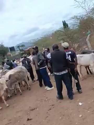 The video shows an outdoor livestock market, likely in a rural or semi-rural area, with a dusty, unpaved ground. A herd of cattle, primarily light-colored with some darker individuals, are gathered together. Several men are present, appearing to be involved in the sale or management of the animals. Some men are wearing casual clothing, while others have vests, suggesting roles such as handlers or security. One man in the foreground appears to be holding a leash attached to a cow. In the background, more people and possibly market stalls are visible, along with sparse vegetation and buildings in the distance. The overall atmosphere seems to be that of a bustling market event.