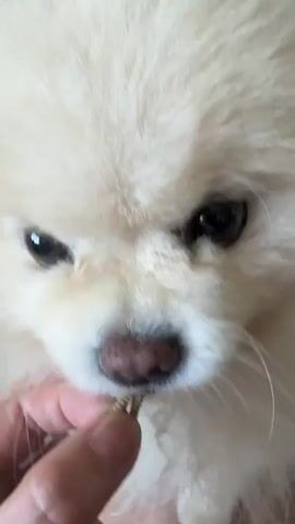 A close-up shot of a white Pomeranian dog being fed a treat by a human hand. The dog's face is the primary focus, with its dark eyes and pink nose visible. The treat appears to be a small, pellet-like object. The interaction is brief, with the dog taking the treat from the fingers. The background is blurred, suggesting a shallow depth of field.