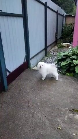 A fluffy white Pomeranian puppy stands on a wet concrete patio. Behind the puppy is a gray metal fence and some green plants. The puppy looks towards the fence and then begins to walk to the left.