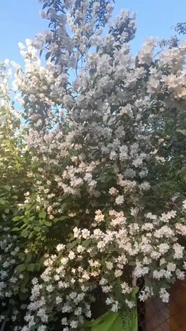 A blooming jasmine bush is seen against a clear blue sky. The bush is full of white flowers and green leaves. The camera is panning slightly to the right, capturing the entire bush and some surrounding foliage. Sunlight is filtering through the branches, illuminating the flowers.