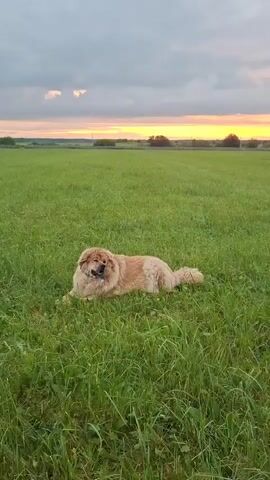 A fluffy tan dog lies in a lush green field during a sunset. The dog is facing the camera with its head tilted slightly and its mouth open, appearing to pant. The sky is a mix of gray clouds and vibrant orange and yellow hues from the setting sun. The field extends into the distance, with a faint treeline visible on the horizon.