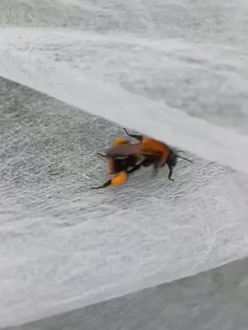 A close-up video shows a bumblebee with bright orange pollen baskets on its hind legs crawling on a white, textured fabric. The bumblebee is fuzzy with brown and black markings. It appears to be moving from right to left across the fabric, with its body angled slightly upwards. The background is blurred green, suggesting an outdoor environment.