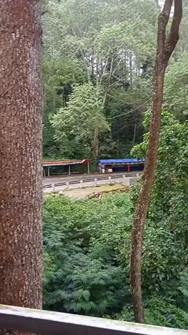 The video opens with a view of a dense, green forest. In the background, a train with blue and red cars is visible on a track. The camera then moves upwards, revealing a balcony with a metal railing. The balcony overlooks the forest, which is dominated by tall, thin trees. The sky is overcast, and the overall impression is one of a tranquil, natural setting.