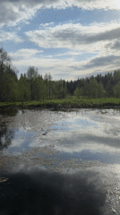 Quiet pond moment captured in rural Russia