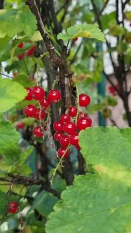 This is a close-up, shallow-depth-of-field video of a branch of red currants on a bush. The red currants are ripe and round, clustered together on thin stems. They are a vibrant red color. The leaves of the bush are green, some with slight yellowing or browning, suggesting late summer or early autumn. The background is blurred, showing more branches, leaves, and hints of a fence and a building, suggesting an outdoor garden or yard setting. The lighting appears to be natural daylight, possibly overcast or diffused, as there are no harsh shadows. The overall mood is peaceful and natural, focusing on the beauty of the ripening fruit. There is no visible text in the video. The location context is Vrútky, Slovakia.