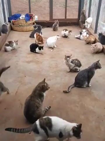 The video shows a large number of cats, maybe twenty or more, in an enclosed space resembling a sunroom or large cage. The cats are of various colors and patterns. Some are sitting, some are lying down, and some are looking around. The enclosure has a concrete floor and is surrounded by a metal frame with wire mesh or glass panels. A basket with blue items in it sits in the corner of the room.  A "meow" sound is heard.