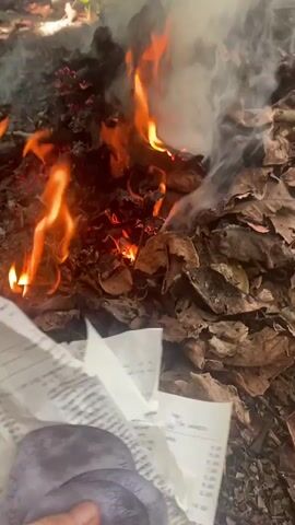 A person holds a stack of papers and two purple circular objects over a small fire burning on a bed of dry leaves. The fire is producing orange flames and white smoke. The person throws the papers and circular objects onto the fire. The fire grows slightly and starts to consume the papers. The scene takes place outdoors, with the ground covered in dry leaves and some small green plants visible.