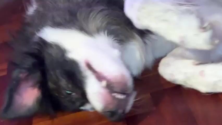 A medium shot captures a dog lying on its back on a wooden floor. The dog has black and white fur with a distinctive black patch covering one eye and ear. Its mouth is open, revealing its tongue and teeth, and its eyes are wide open. The dog's paws are visible, and one paw appears to have some light pink discoloration. The lighting in the scene is somewhat dim, creating a warm and soft ambiance. The dog's head is tilted, giving it a playful or curious expression. The wooden floor has a warm, reddish-brown tone and displays a visible grain pattern. The background is blurred, with hints of white and possibly a wall or furniture. The video appears to be a close-up of the dog from a low angle, focusing on its face and upper body.