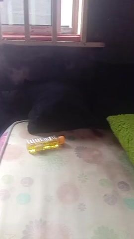 The video shows a close-up, low-angle shot of a bed with several colorful, fluffy pillows. In the foreground, on the patterned bedsheet, is a bright yellow and orange lighter. In the background, a window with a metal grate is visible. The lighting suggests it is daytime, with light coming through the window. The camera slowly pans across the pillows, revealing their textures and colors – green, brown, and purple.