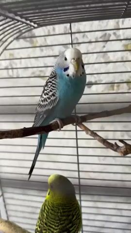 This media file shows a close-up view of three budgies in a cage. The budgies are perched on branches inside a wire cage. The lighting suggests it is daytime, and the setting appears to be indoors. The budgies are the primary subjects, with one blue and white budgie in the upper portion of the frame, and two yellow budgies, one in the lower foreground and another in the mid-right. The blue and white budgie is facing the camera, while the yellow budgies are mostly seen from behind or the side. Their posture and positioning suggest they are resting or observing their surroundings. There is no visible text in the media file. The location context provided is Руднянський старостинський округ, Ukraine.