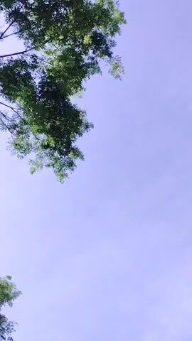 The video shows a view looking up at a light blue sky with thin clouds. Green tree branches and leaves frame the top and bottom edges of the shot. The trees are still and the sky is bright.