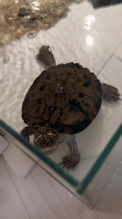 Pet turtle, quirky collectibles, and a golf course flyover in Sofia