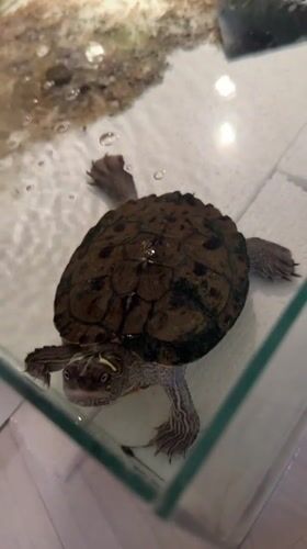 Pet turtle, quirky collectibles, and a golf course flyover in Sofia