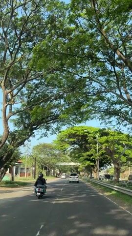 A view from a moving vehicle shows a road lined with tall, leafy trees creating a canopy. On the road, a person rides a scooter in the left lane, followed by a white car in the same lane. Further ahead, another white car is visible. The sky is clear and blue. There are power lines running overhead. On the right side of the road, a metal guardrail runs alongside. The overall scene is a tree-lined road on a sunny day.