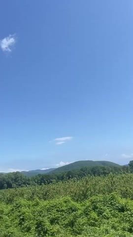 A wide shot captures a vast, vibrant blue sky dotted with a few wispy white clouds. Below the sky, a landscape unfolds with rolling green hills covered in lush trees. In the foreground, a dense expanse of green vegetation stretches across the lower portion of the frame, obscuring the ground. The perspective suggests the video is taken from a moving vehicle, likely a car, as evidenced by the slight motion blur and the way the scenery passes by. The overall impression is of a clear, sunny day in a rural, natural setting, possibly a countryside or farmland.