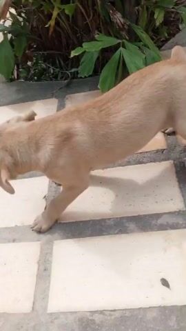 A light brown puppy walks on a tiled patio, then lies down and grooms itself near some plants. A person's hand with white-painted fingernails appears in the lower right corner of the frame, seemingly interacting with the puppy.