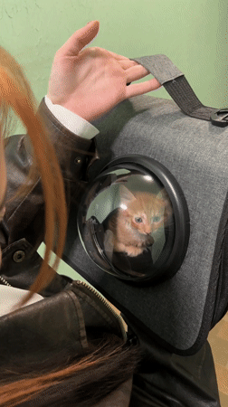 Woman checks on orange kitten in bubble carrier backpack