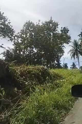 The video captures a view from a vehicle traveling on a dirt road bordered by tall grass and lush vegetation. Coconut trees and other leafy trees are visible. Power lines and a utility pole are present in the background. The sky is overcast. The camera is positioned on the right side of the vehicle, showing a portion of the car's interior, likely the side mirror. The road appears to be unpaved and somewhat uneven.