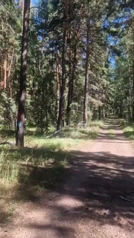 A dirt path winds through a sun-dappled pine forest. Tall pine trees line the path, their needles creating a dense canopy overhead. Sunlight filters through the leaves, casting dappled shadows on the path. There are some red and blue markings on a few of the trees. The sky is a clear blue. The overall impression is one of a peaceful, natural setting.