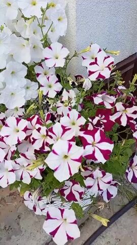 The video opens with a close-up of a planter filled with white and pink-and-white striped petunias. The camera pans down and to the left, revealing a grey cat with striped fur and green eyes sitting on a concrete step. The cat is facing the camera, with its ears folded back. The background shows more petunias and a white wall. The video ends with the cat looking directly at the camera.