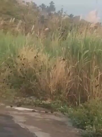 A video pans across a grassy, hilly area with a body of water in the background. Numerous small, dark birds are scattered throughout the tall grass and on the ground near a paved surface. The grass is a mix of green and dry, brown stalks. The sky is overcast. The video appears to be recorded from a moving vehicle.