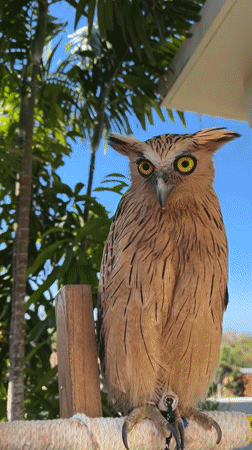 Owls, parrots, and roses in a Bali garden setting