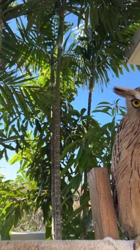 Owls, parrots, and roses in a Bali garden setting