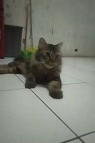 A brown and black tabby cat lies on a tiled floor, facing right and looking slightly to the right. Its front paws are tucked beneath its chest, and its hind legs are extended. The cat's tail is not fully visible. In the background, a gray trash can is to the left, and a white wall with some dark marks is to the right. A broom or mop handle is leaning against the wall. The lighting is dim.