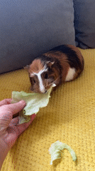 Guinea pig feeding session and balcony city views documented