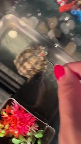A person with bright red nail polish on their index finger is holding a small, beige food pellet near a small turtle in a tank. The turtle is partially submerged in water with several smooth, grey and beige stones at the bottom. The turtle is facing the food pellet and appears to be reaching for it. In the foreground, a bright pink artificial plant is visible.