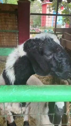 A video taken from a low angle shows a black and white sheep with a black head and white patch on its forehead inside an enclosure. The sheep is leaning over a green fence towards the camera. Behind it, another black and white sheep is partially visible. The enclosure has a wooden roof and a fence with green and yellow bars. Hay is visible on the ground. In the background, colorful structures and trees are visible. The video is short, with the camera shaking slightly and the sheep's head moving.