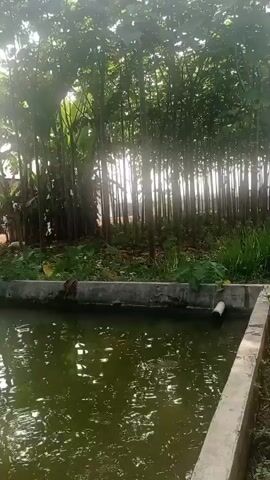 The video shows a body of murky green water in the foreground, likely a pond or pool. The water's surface has ripples, indicating some movement. In the background, a dense line of tall, thin trees stands vertically, with sunlight filtering through their leaves, creating a dappled effect. Some undergrowth and foliage are visible between the water and the trees. A white pipe protrudes from the concrete edge of the water feature. The overall impression is of an outdoor, natural setting with a man-made water element.